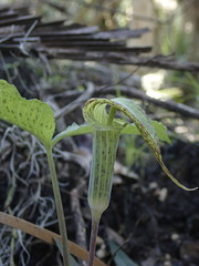 Arisaema acuminatum
