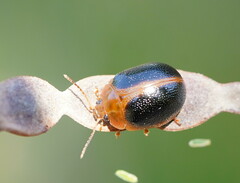 Dicranosterna immaculata