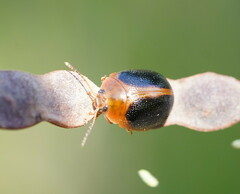 Dicranosterna immaculata