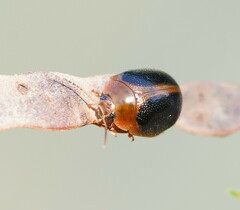 Dicranosterna immaculata