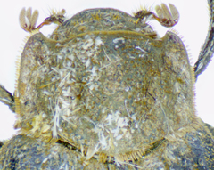 Trox variolatus
