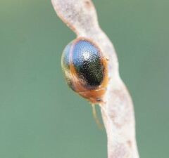 Dicranosterna immaculata