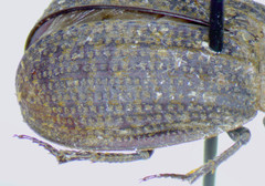 Trox variolatus