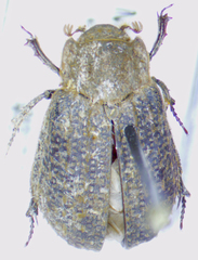 Trox variolatus