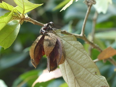 Pterospermum reticulatum