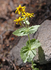 Arnica latifolia