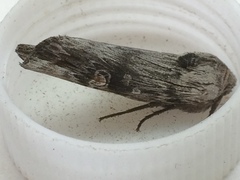 Lithomoia germana
