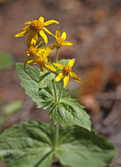 Arnica latifolia
