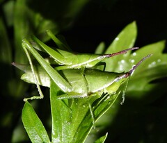 Atractomorpha australis
