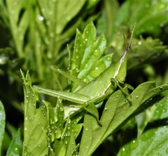 Atractomorpha australis