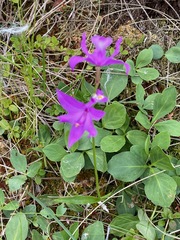 Calopogon tuberosus
