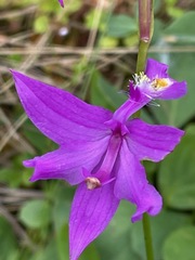 Calopogon tuberosus