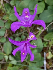 Calopogon tuberosus