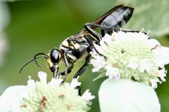 Sphex habenus