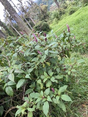 Phytolacca rugosa