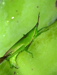 Atractomorpha australis