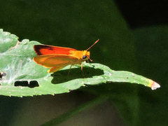 Zariaspes mythecus