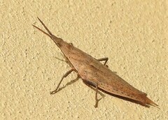 Atractomorpha similis