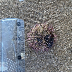 Psammechinus miliaris