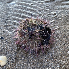 Psammechinus miliaris