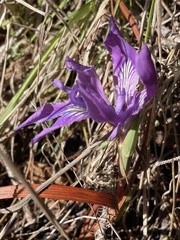 Iris douglasiana