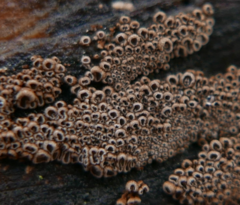 Merismodes anomala