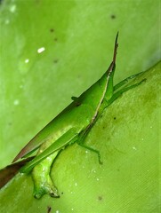 Atractomorpha australis