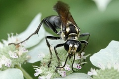 Sphex habenus