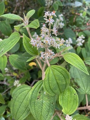 Miconia subseriata