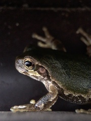 Hyla japonica