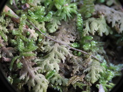 Trichocolea tomentella