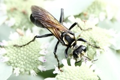Sphex habenus