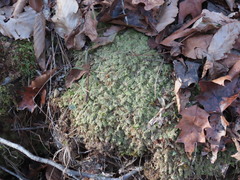 Trichocolea tomentella