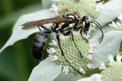 Sphex habenus