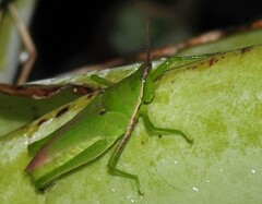 Atractomorpha australis