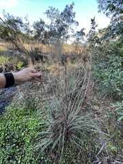 Andropogon cretaceus