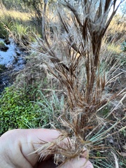 Andropogon cretaceus
