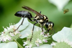 Sphex habenus