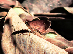 Synapte pecta