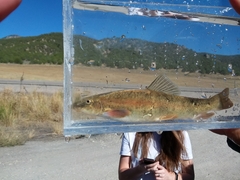 Pantosteus platyrhynchus