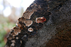 Stereum sanguinolentum