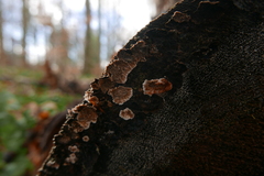 Stereum sanguinolentum