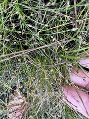 Eleocharis geniculata