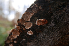 Stereum sanguinolentum