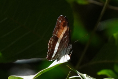 Adelpha cocala