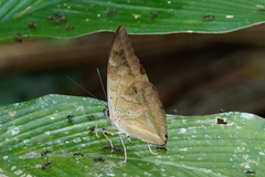 Archaeoprepona demophon