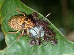 Antiteuchus sepulcralis