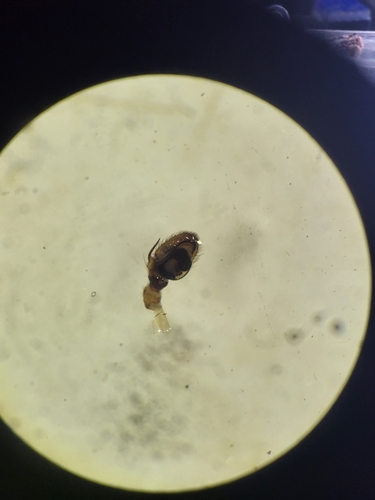 Ozyptila simplex