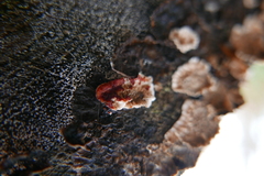 Stereum sanguinolentum