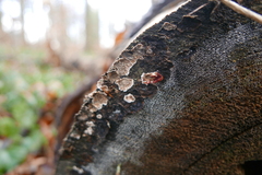 Stereum sanguinolentum